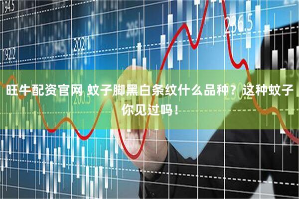 旺牛配资官网 蚊子脚黑白条纹什么品种？这种蚊子你见过吗！